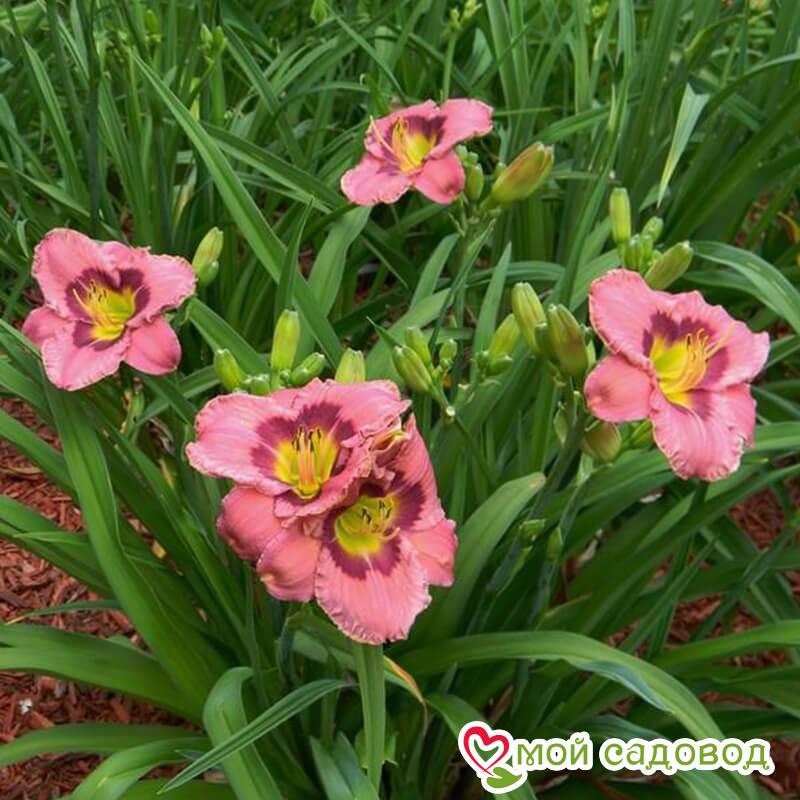 ЛИЛЕЙНИК ОЛВЕЙС АФТЕРНУН