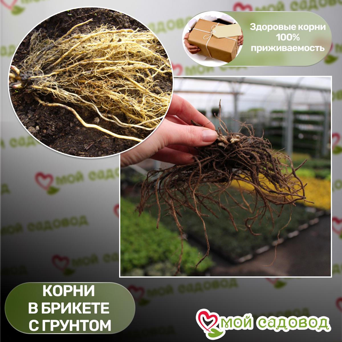 Флокс Чудо Жёлтый